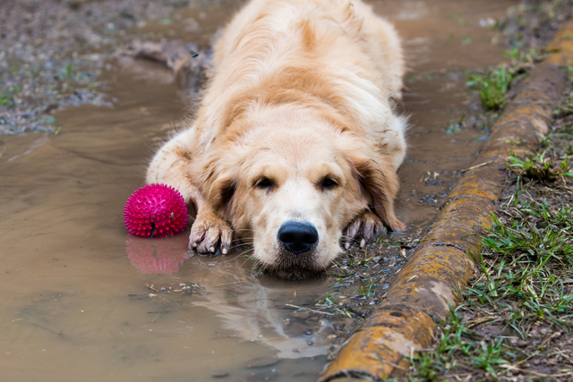 Photograph of a dog