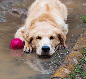 Photograph of a dog