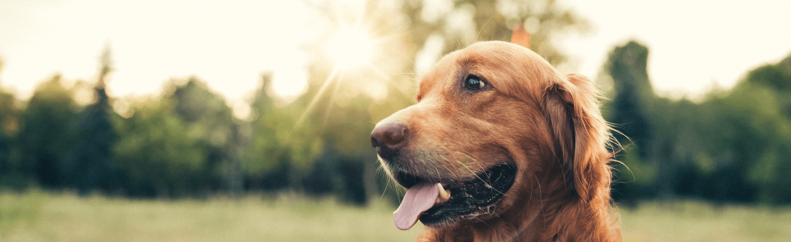 Photograph of a dog